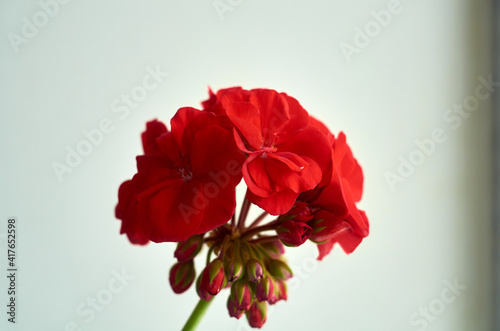Geranium flower blooms in the house