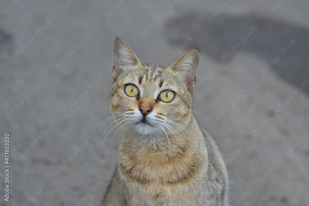 cat look at camera with shock expression.