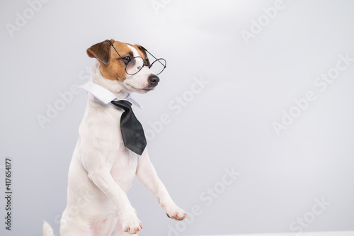 Jack russell terrier dog with glasses and tie on white background. Copy space © Михаил Решетников