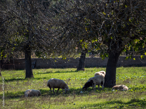 Fig trees with sheep in majorca, spain