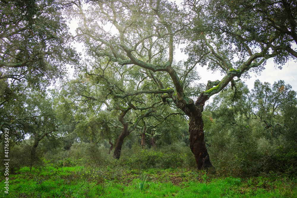 Beautiful cork oak forest in the natural reserve of Boquilobo, Portugal Beautiful cork oak forest in the natural reserve of Boquilobo, Portugal