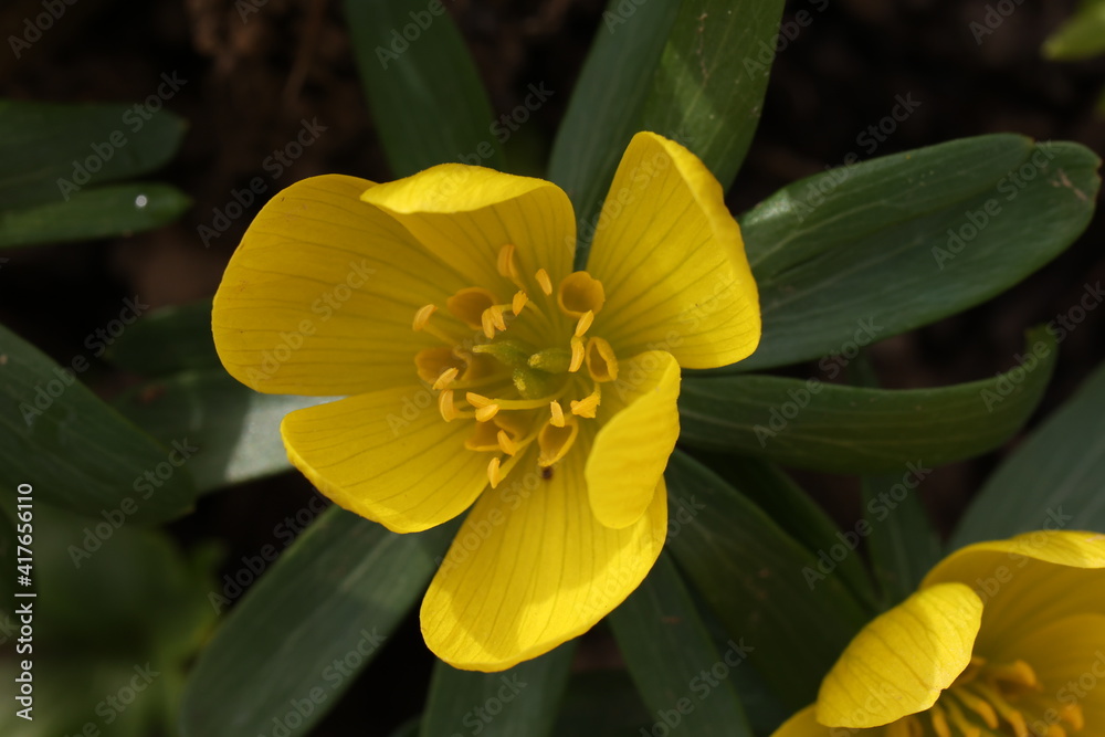 Eranthis hyemalis is a plant found in Europe Eranthis hyemalis is a plant found in Europe
