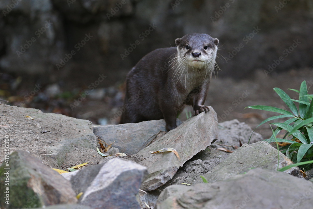 Asian small-clawed otter in the nature habitat. Otter in zoo during the lunch time. Wild scene with captive animal. Amazing and playful animals. Aonyx cinereus. Asian small-clawed otter in the nature habitat. Otter in zoo during the lunch time. Wild scene with captive animal. Amazing and playful animals. Aonyx cinereus.