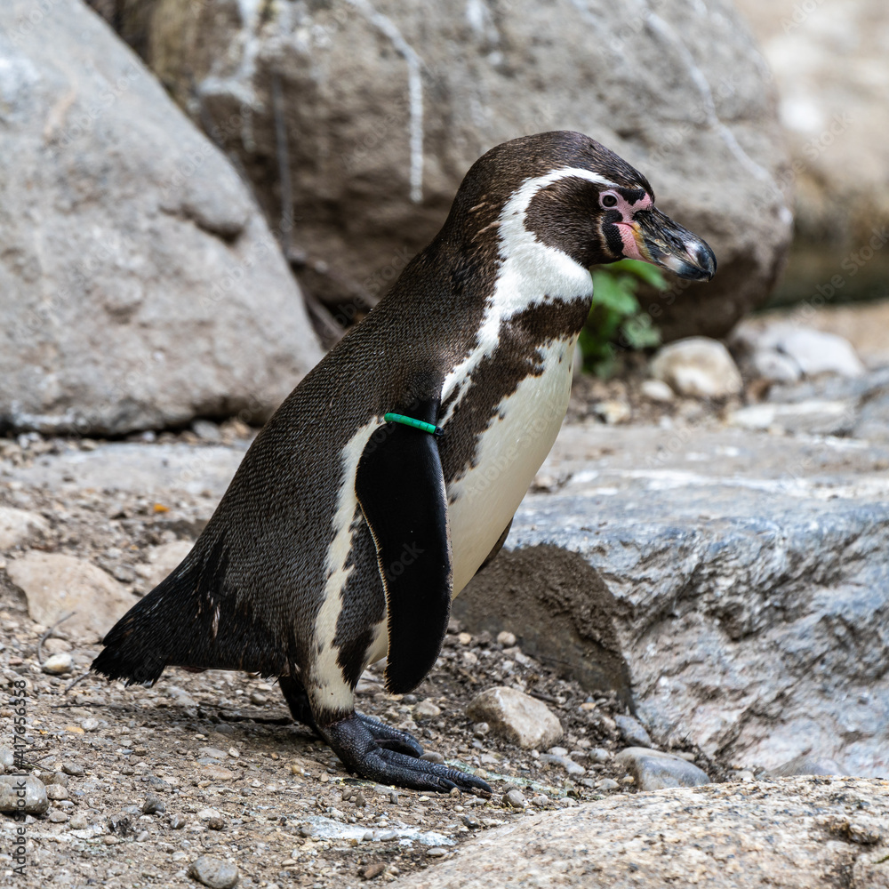 Fototapeta premium Humboldt Penguin, Spheniscus humboldti in a park