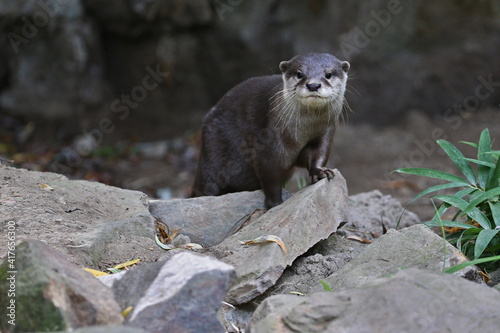 Asian small-clawed otter in the nature habitat. Otter in zoo during the lunch time. Wild scene with captive animal. Amazing and playful animals. Aonyx cinereus.