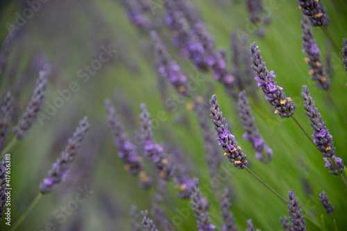 Purple lavender flowers among the blurred dreamy lavender field background