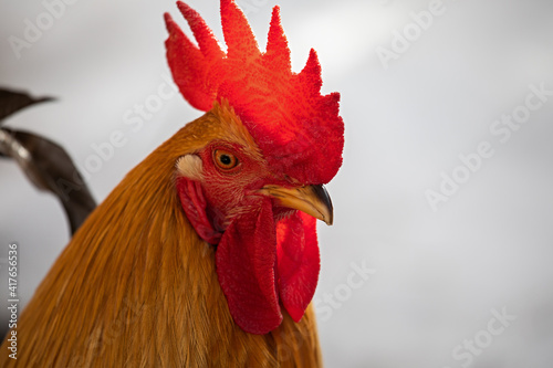 Rooster portrait with large red comb