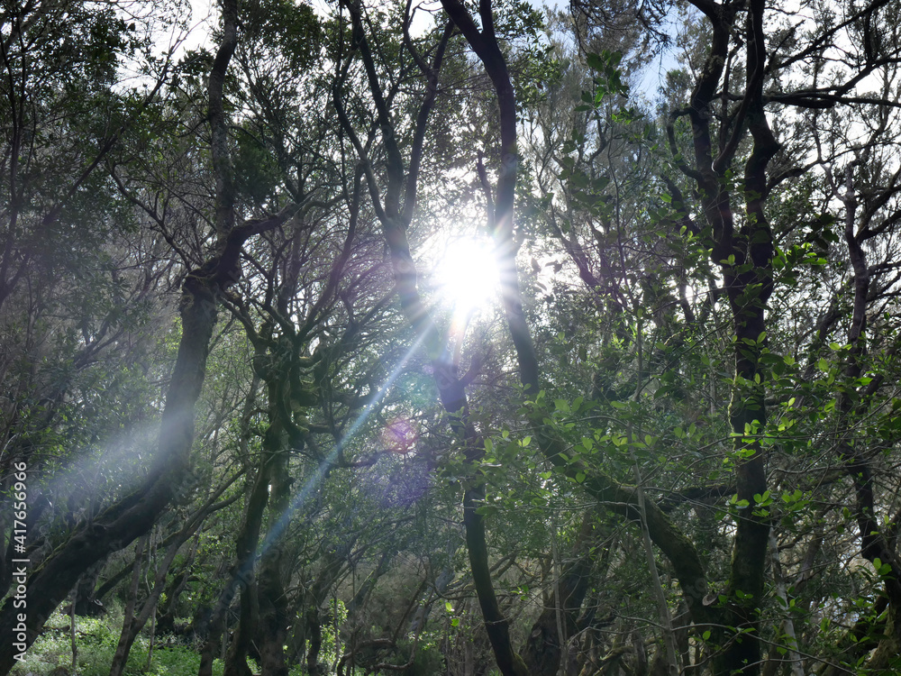 Fototapeta premium Bosque - Rayo de Luz