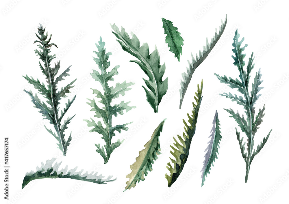 Botanical set of green leaves and herbs of field plants in hand drawn watercolor on a white background for design cards, wedding invitations, print, background, packaging, textiles, banners, print. Botanical set of green leaves and herbs of field plants in hand drawn watercolor on a white background for design cards, wedding invitations, print, background, packaging, textiles, banners, print.