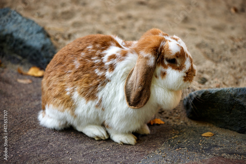Full body of beige-white domestic pygmy rabbit