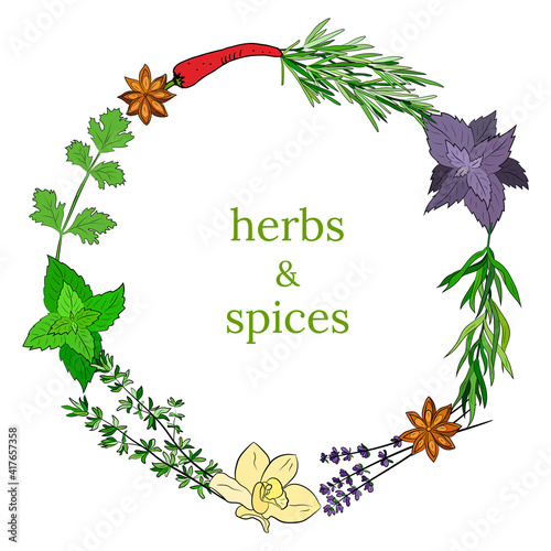 A large set of culinary spices and herbs. Popular culinary plants, natural health care. Vintage Medicinal Herbs and plants. Mint and rosemary, basil, thyme, parsley, dill, bay leaf, oregano, sage.