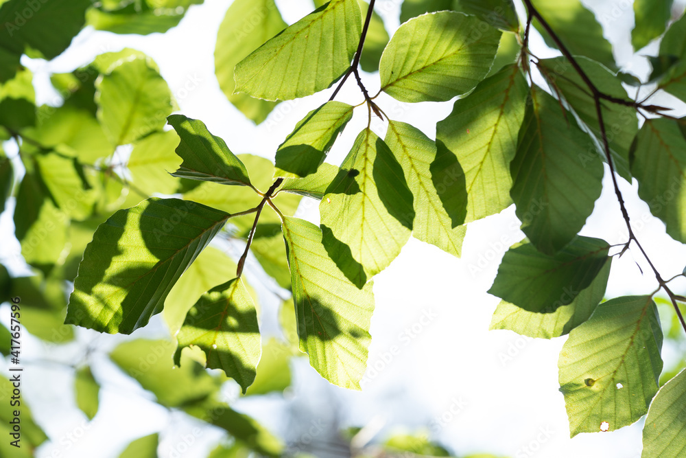 Fresh green beechleaves in forest seen from below with rays of sun shining through Fresh green beechleaves in forest seen from below with rays of sun shining through