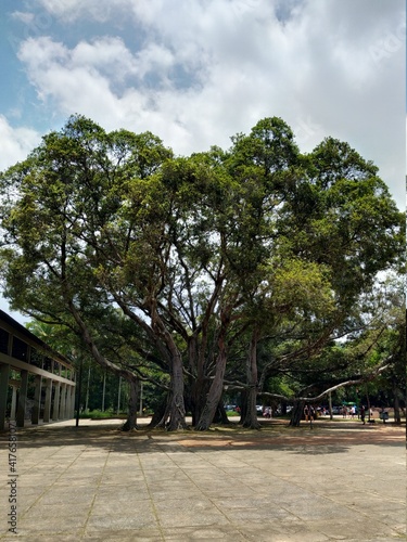 Um emaranhado de árvores formando uma árvore só, no parque Ibirapuera em um dia quente em São Paulo, 09 de Janeiro de 2021.