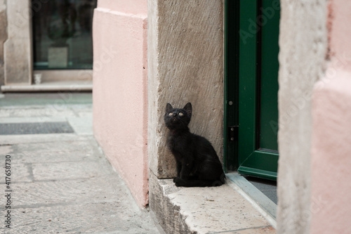 playful black greek kitten sits on the doorstep and watches the bird