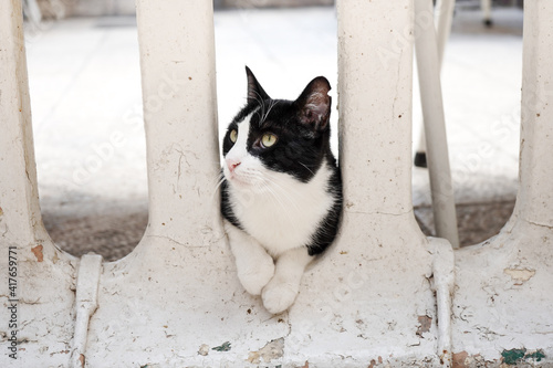 Fototapeta Naklejka Na Ścianę i Meble -  black and white greek cat sits between the columns of the house and watches the bird