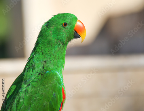 Close up of a green male Eclectus Roratus parrot. Tropical Birds, Close up, Side view.