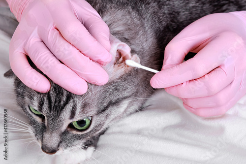 A doctor in uniform cleans the ears of a cat with a cotton swab in a veterinary clinic photo