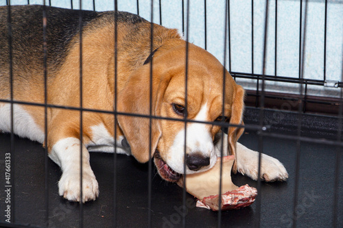 A young Beagle nibbles a real bone with meat.