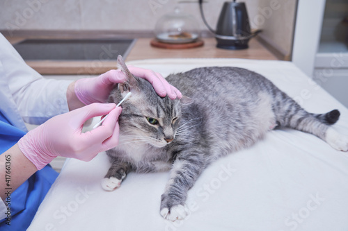 Fototapeta Naklejka Na Ścianę i Meble -  Hands of a veterinarian with a cotton swab to examine the cat ears for parasites and fungus