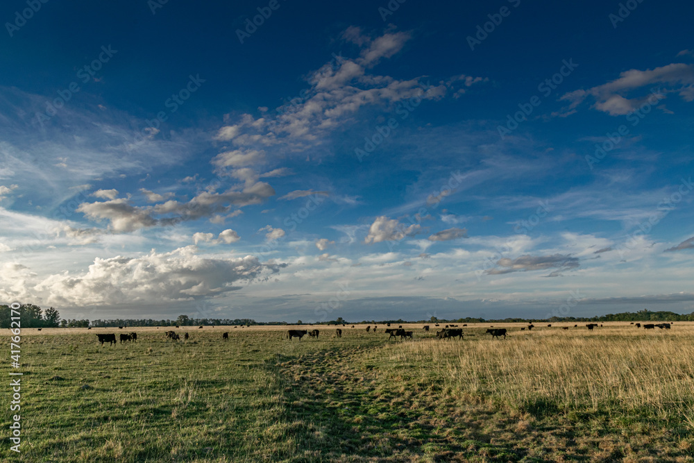 Cattle grazing fields in Argentina