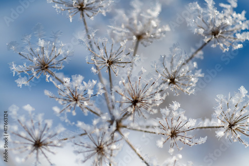 Dolde Kerbel Eis Kristalle Winter Schnee Kälte Frost Hintergrund blau Sauerland Grafik Anthriscus Doldenblütler Apiaceae Pflanze Blütenstand Moment Makro Nahaufnahme Detail fragil vergänglich
