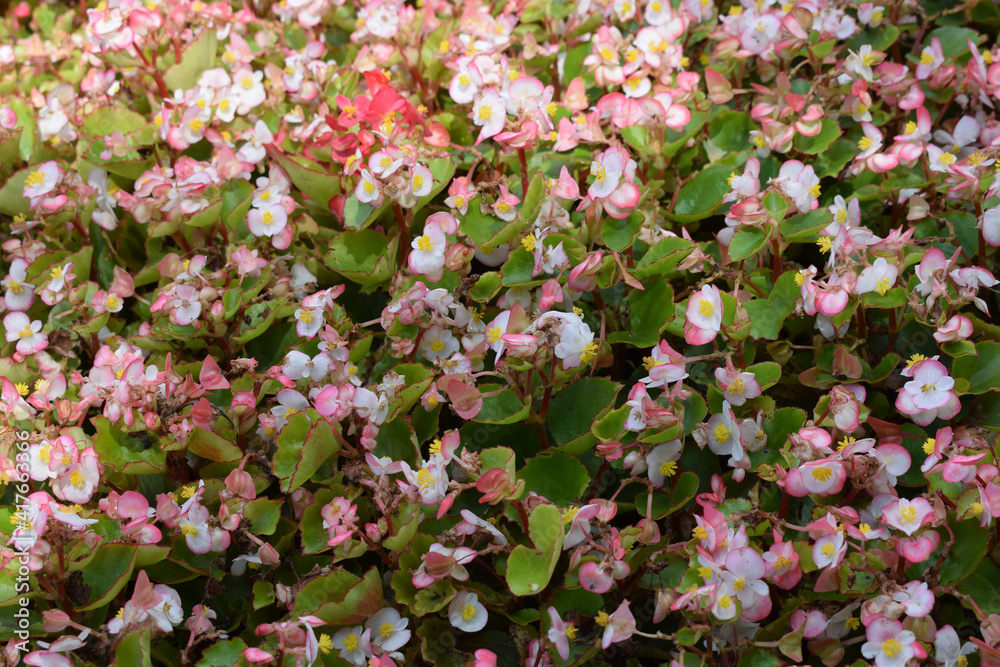 Closeup of light-pink blooming Begonia flowers. Beautiful fresh flowerbed background. Closeup of light-pink blooming Begonia flowers. Beautiful fresh flowerbed background.