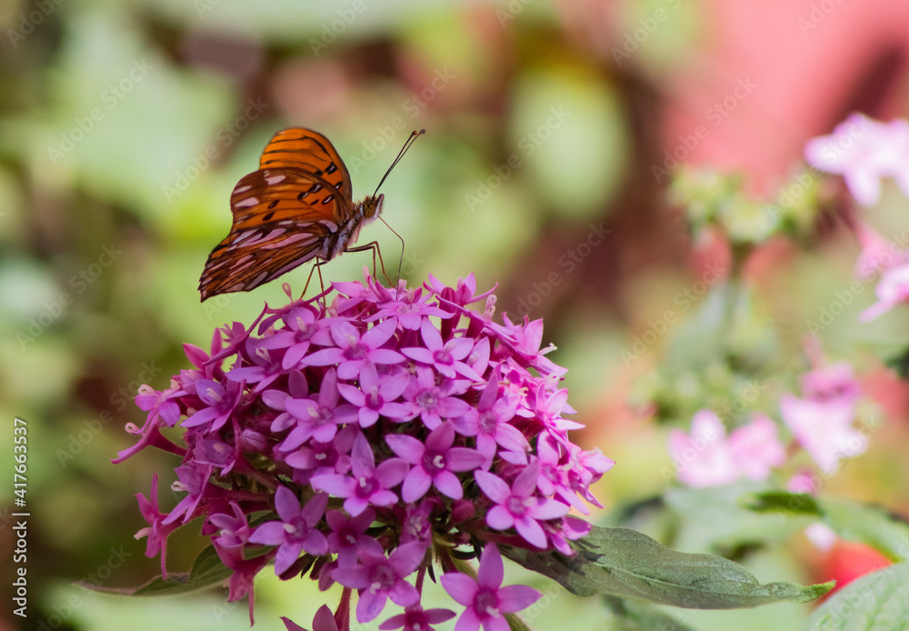 butterfly on flower butterfly on flower