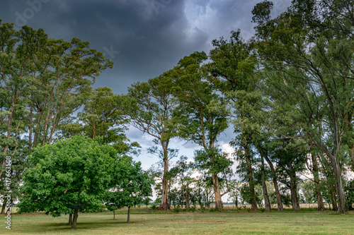 Obraz na płótnie trees in a rural environment with a stormy sky w salonie