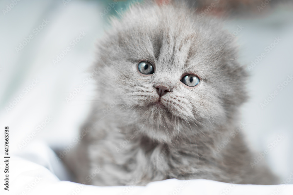 small kitten on a blue background