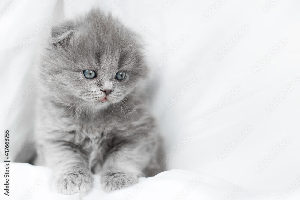 small kitten on a blue background