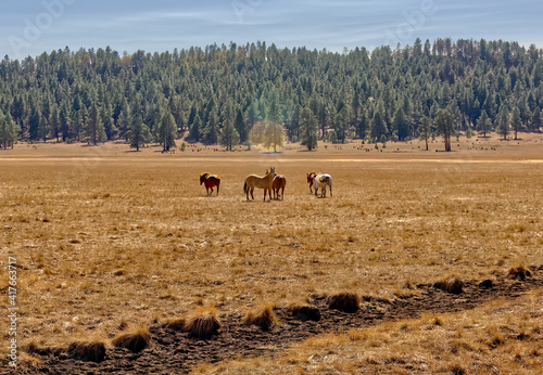 Five Horses in a meadow, Sunflower Flat near Williams, Arizona, USA