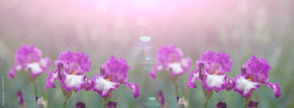 Banner beautiful pink iris flowers Banner beautiful pink iris flowers