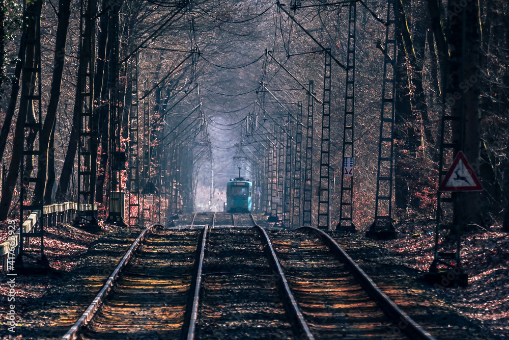 Naklejka premium railway in the woods