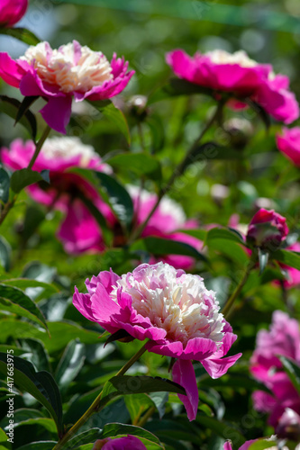 Fototapeta Naklejka Na Ścianę i Meble -  Beautiful pink peonies in the garden.