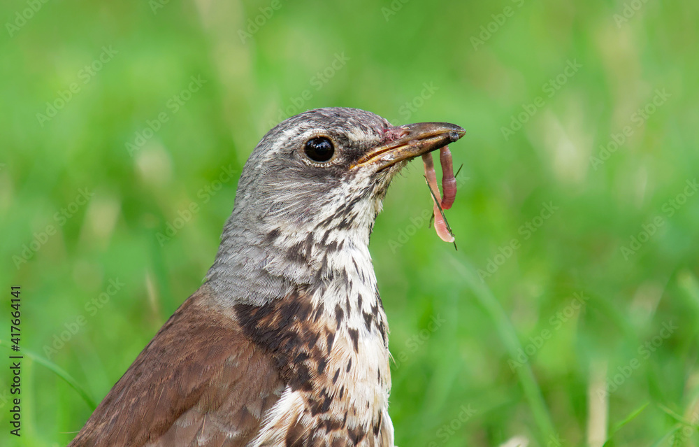 fieldfare (Turdus pilaris) with earthworm in the beak