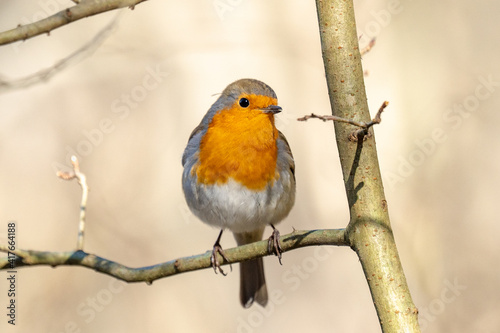 robin on a tree © Masood