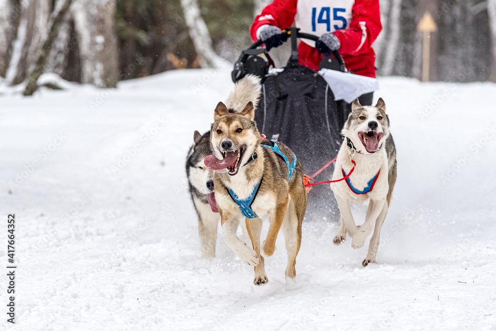 Husky and the Samoyed. Dog sledding Competitions Husky and the Samoyed. Dog sledding Competitions
