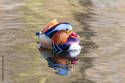 Wallpaper Mural mandarin duck in the water Torontodigital.ca