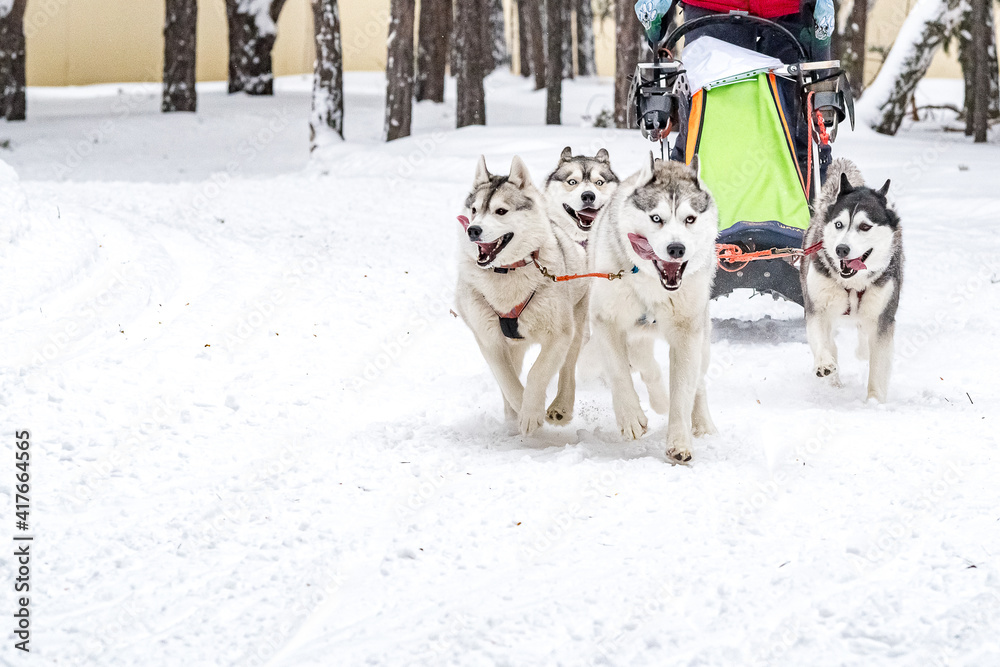 Husky and the Samoyed. Dog sledding Competitions Husky and the Samoyed. Dog sledding Competitions