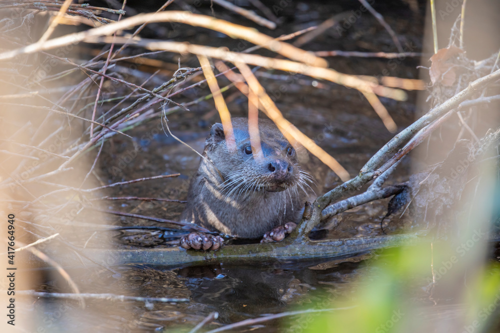 eurasian otter, lutra lutra, resting on river bank on branches during a sunny winters day in Scotland.