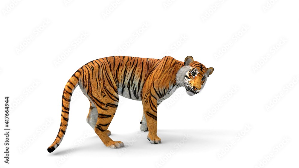 Obraz premium Bengal tiger standind and watching to camera with 3d rendering include alpha path.