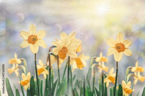Daffodil flowers floral spring banner