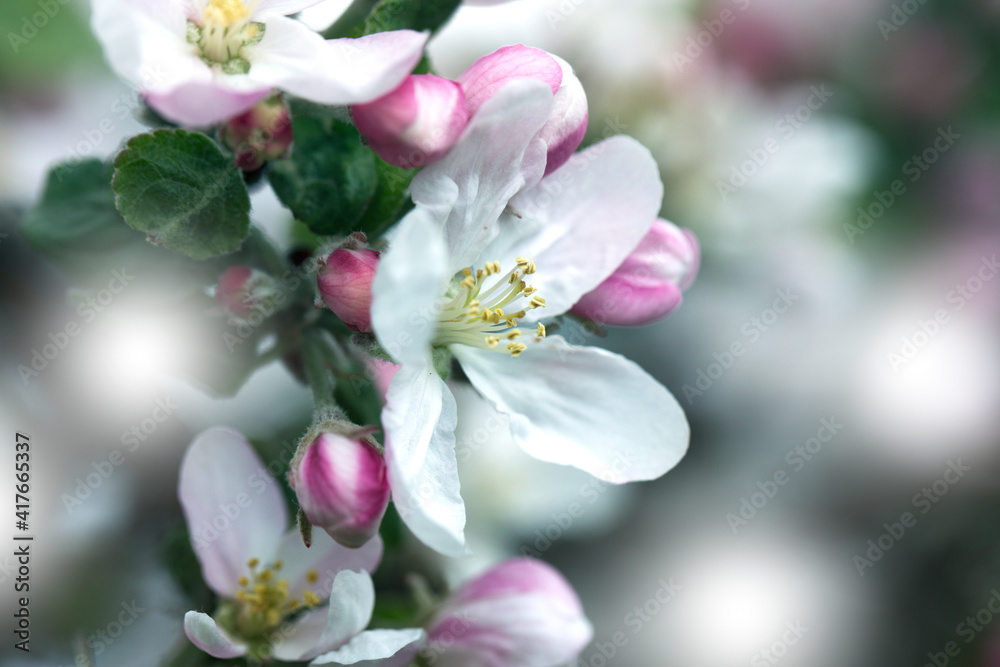 background with spring apple blossom. Blossoming branch in springtime Blooming apple tree in spring time. background with spring apple blossom. Blossoming branch in springtime Blooming apple tree in spring time.