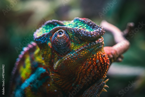Colored Chameleon Furcifer Pardalis Ambilobe macro shot.