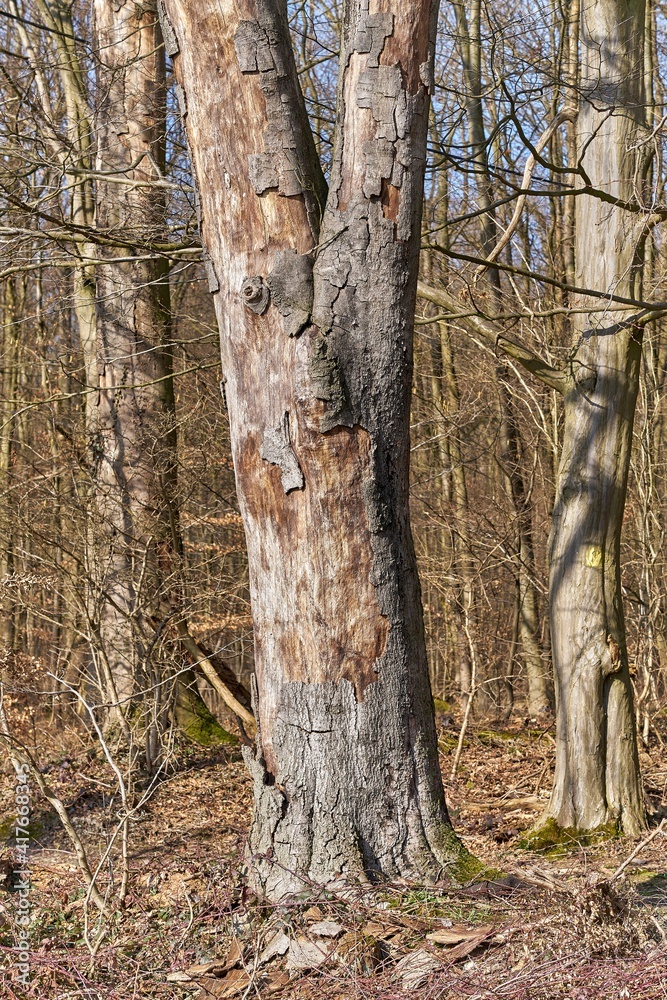 Fototapeta premium Rotting tree trunk in forest