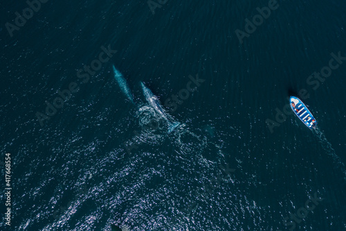boat chasing  whales at Los Cabos