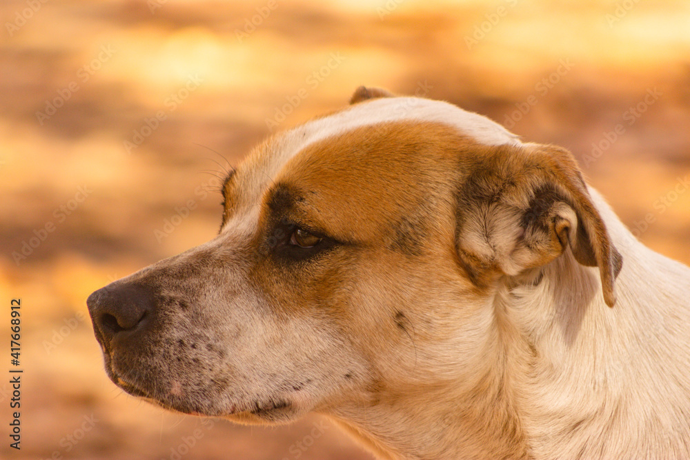 portrait of a dog portrait of a dog