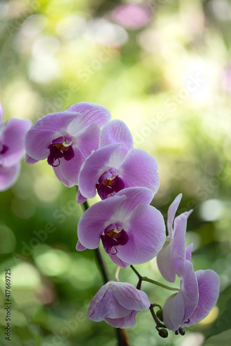 Close up pretty light purple pink phalaenopsis orchid stem on colorful light bokeh background.