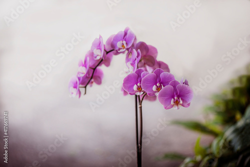 Pretty Pink Phalaenopsis Orchid with creamy background