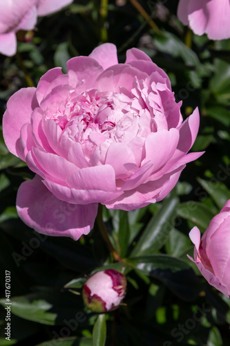 Pale pink peonies on a background of green leaves.